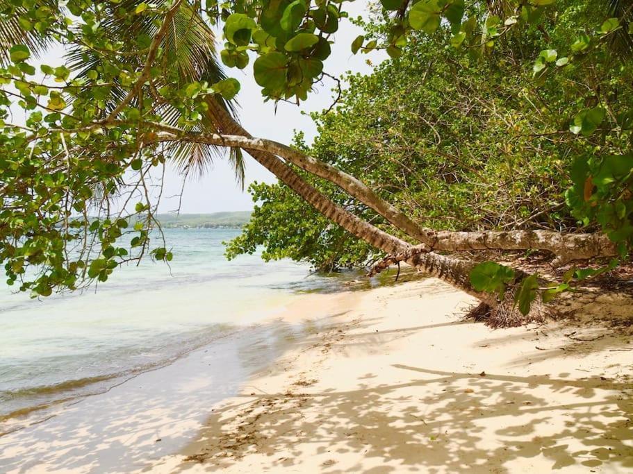 Katalea - Blue Dream, Plage, Piscine, Bar Grand-Bourg (Marie Galante) Esterno foto